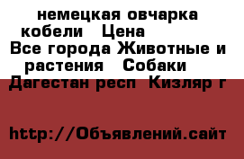 немецкая овчарка кобели › Цена ­ 25 000 - Все города Животные и растения » Собаки   . Дагестан респ.,Кизляр г.